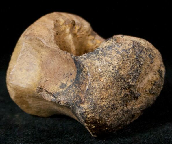 Edmontosaurus (Hadrosaur) Caudal Vertebrae - Montana #12682